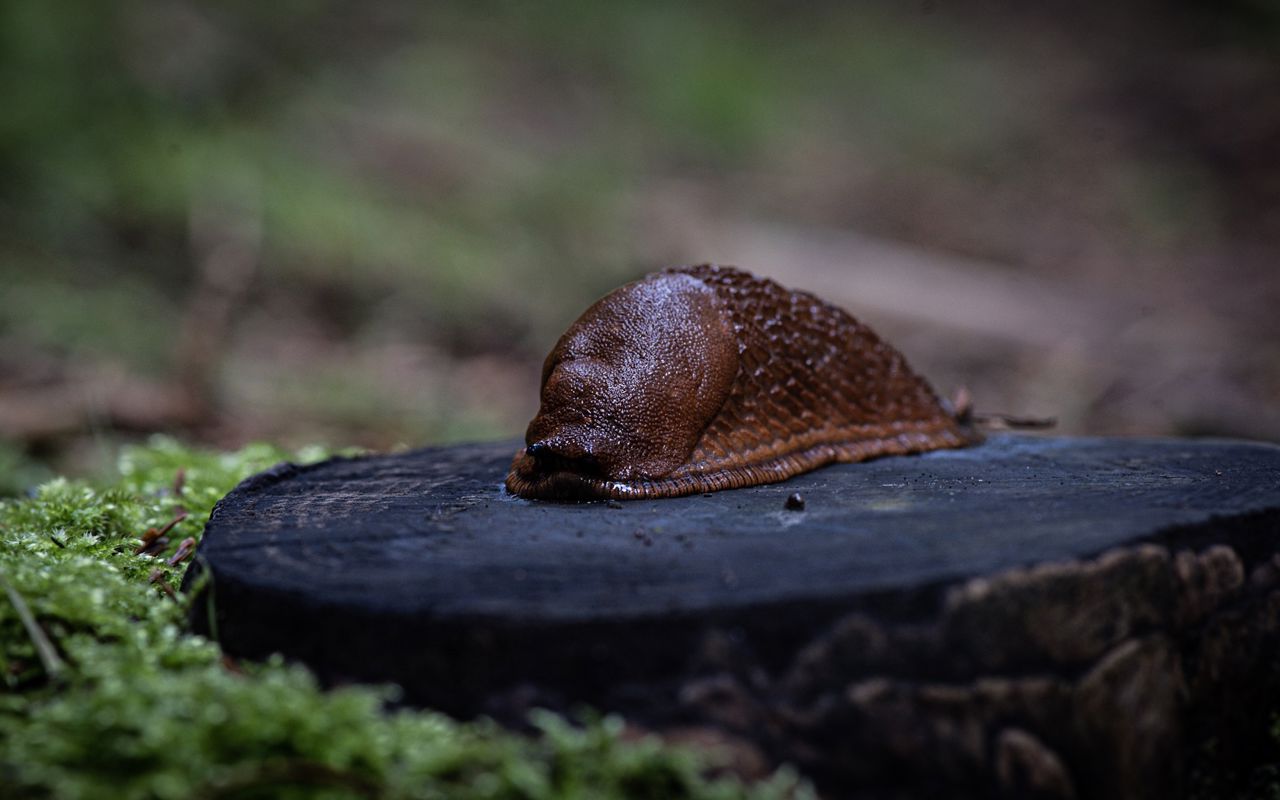 Snail