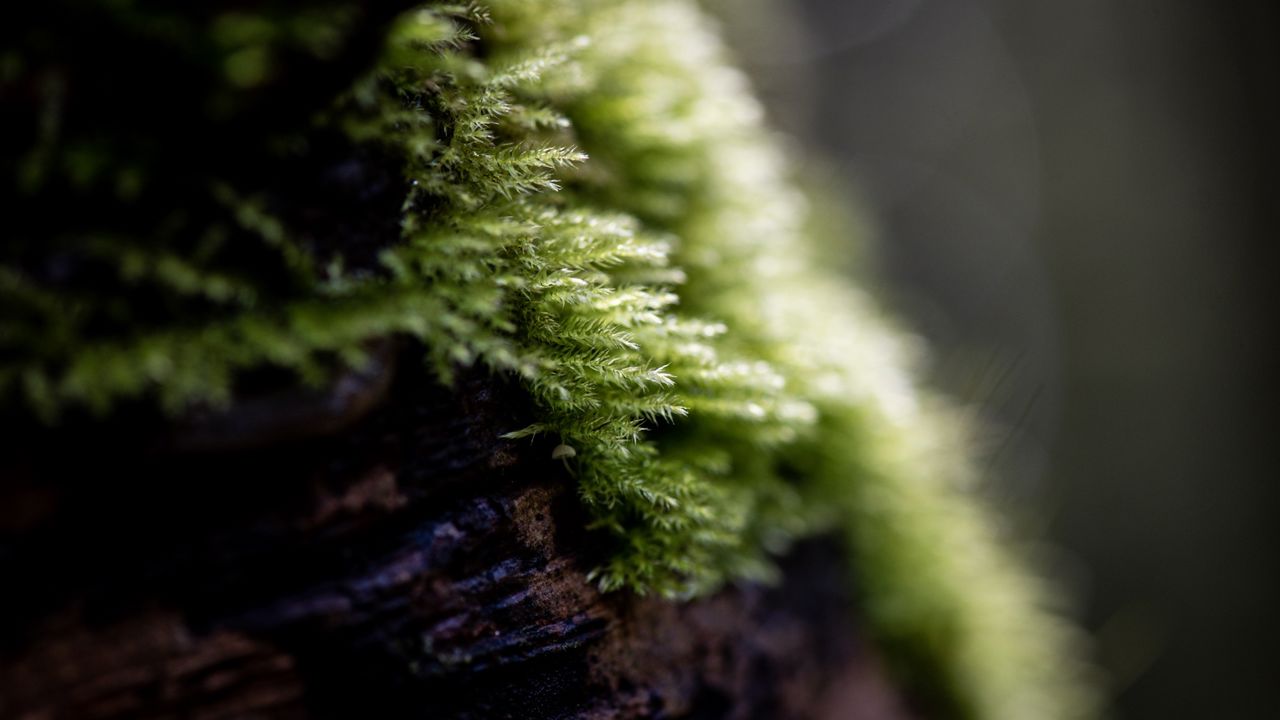 Moss
