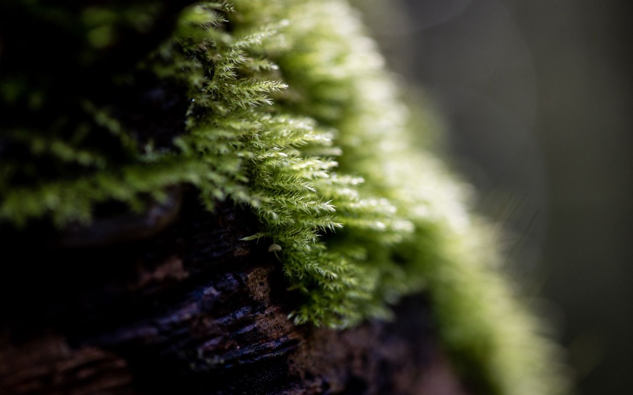 Moss